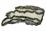 Mammoth Molar Slice With Case - South Carolina #349981-1
